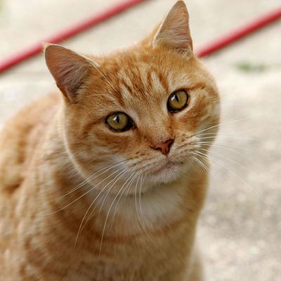 An orange cat with its head tilted looking at the camera.