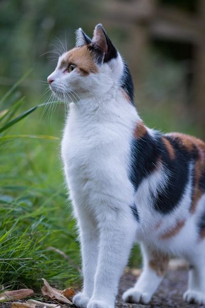 A calico cat stands upright on all four legs and cranes its neck up to look at something in the distance